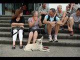 le chien de garde
